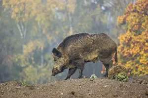 A wild boar or wild pig (Sus scrofa)