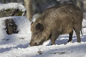 Wild boar or wild pig (Sus scrofa)