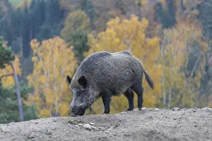 One wild boar or wild pig (Sus scrofa)