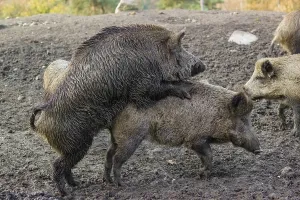 Two wild boar or wild pig (Sus scrofa)