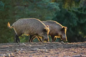 Two wild boar or wild pig (Sus scrofa)