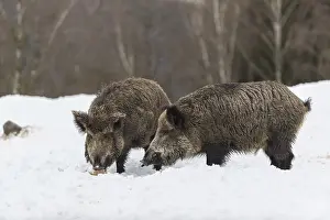 Wild boar or wild pig (Sus scrofa)