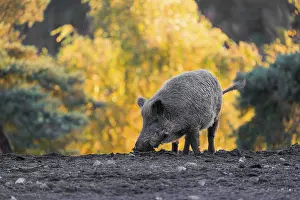 A wild boar or wild pig (Sus scrofa)
