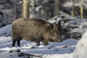 Wild boar or wild pig (Sus scrofa)