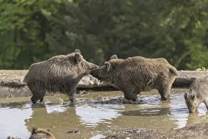 Two wild boar or wild pig (Sus scrofa)