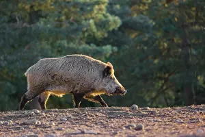 A wild boar or wild pig (Sus scrofa)