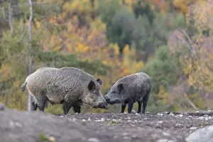 Two wild boar or wild pig (Sus scrofa)