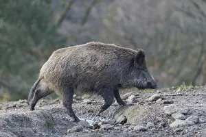 One wild boar or wild pig (Sus scrofa)