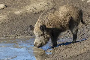 One wild boar or wild pig (Sus scrofa)