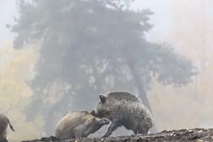 Two wild boar or wild pig (Sus scrofa)