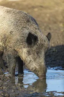 One wild boar or wild pig (Sus scrofa)