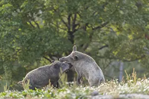Two wild boar or wild pig (Sus scrofa)