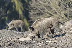 Wild boar or wild pig (Sus scrofa)