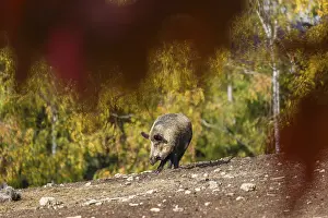 A wild boar or wild pig (Sus scrofa)