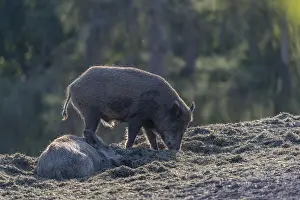 One wild boar or wild pig (Sus scrofa)