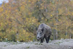 One wild boar or wild pig (Sus scrofa)