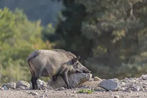 One wild boar or wild pig (Sus scrofa)