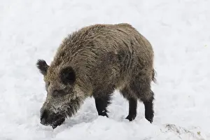 Wild boar or wild pig (Sus scrofa)