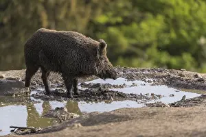 One wild boar or wild pig (Sus scrofa)