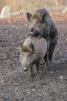 Two wild boar or wild pig (Sus scrofa)