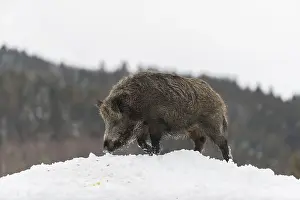 Wild boar or wild pig (Sus scrofa)