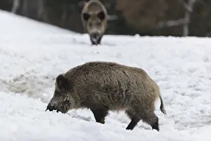 Wild boar or wild pig (Sus scrofa)