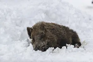 Wild boar or wild pig (Sus scrofa)