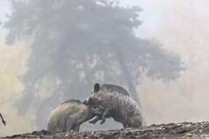 Two wild boar or wild pig (Sus scrofa)