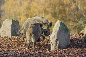 Two wild boar or wild pig (Sus scrofa) fight on an opening
