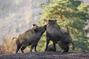 Two wild boar or wild pig (Sus scrofa) fight on an opening