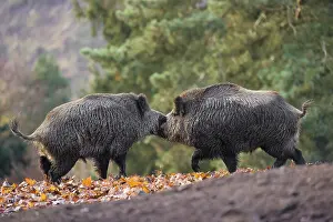 Two wild boar or wild pig (Sus scrofa) fight on an opening