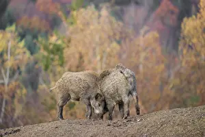 Two wild boar or wild pig (Sus scrofa) fight on an opening