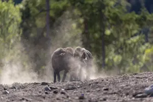 Two wild boar or wild pig (Sus scrofa) fighting on an opening with a green forest in the background