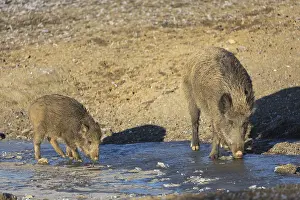 Wild boar or wild pig (Sus scrofa), walking on ice