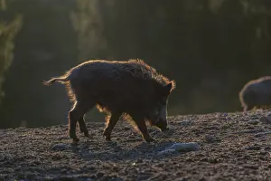 One wild boar or wild pig (Sus scrofa) walking over an opening
