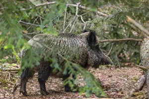 One wild boar or wild pig (Sus scrofa) walks thru a forest