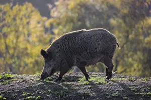 One wild boar or wild pig (Sus scrofa) walks over a hilly opening