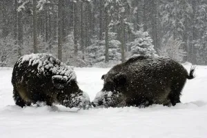 Wild boar in a winter forest at snow fall - boar and sow - male and female (Sus scrofa)