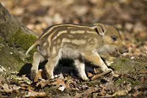 Wild board piglet (Sus scrofa)