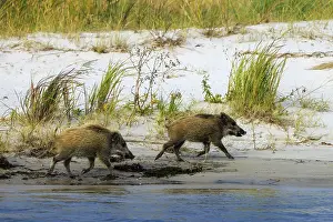 Two wild boars are out and about on the beach