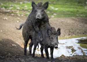 Wild boars mating