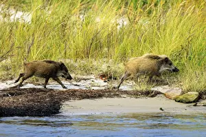 Wild boars moving on the beach surrounded by tall grasses and water