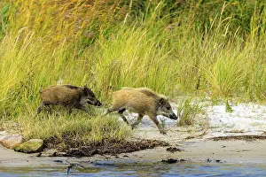 Two wild boars run dynamically along the beach