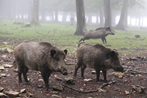 Wild boars (Sus scrofa)
