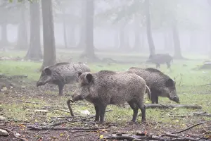Wild boars (Sus scrofa)