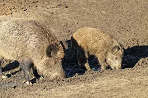 Two wild boars (Sus scrofa) drink water from the inlet of a small pond
