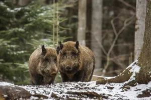 Two wild boars (Sus scrofa) foraging in a pine forest in the snow in winter