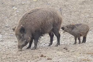 Two wild boars (Sus scrofa) (one adult and one juvenile) are standing in a field