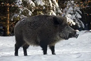 Wild boars (Sus scrofa), pigs, swine