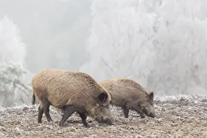 Two wild boars (Sus scrofa) search for food in a frozen field